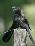 Smooth-billed Ani    Crotophaga ani