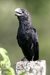 Smooth-billed Ani    Crotophaga ani