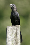 Smooth-billed Ani    Crotophaga ani