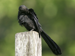 Smooth-billed Ani    Crotophaga ani