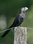 Smooth-billed Ani    Crotophaga ani