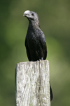 Smooth-billed Ani    