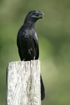 Smooth-billed Ani    