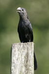 Smooth-billed Ani    