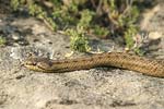 Smooth Snake   Coronella austriaca