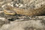 Smooth Snake   Coronella austriaca