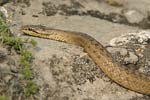 Smooth Snake   Coronella austriaca