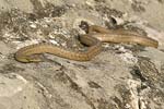 Smooth Snake   Coronella austriaca