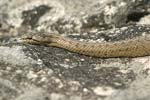 Smooth Snake   Coronella austriaca