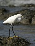      Egretta thula