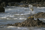 Snowy Egret    Egretta thula