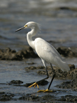 Snowy Egret    Egretta thula