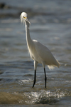      Egretta thula