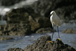 Snowy Egret    