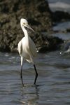 Snowy Egret    Egretta thula