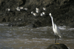 Snowy Egret    Egretta thula