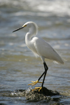 Snowy Egret    Egretta thula