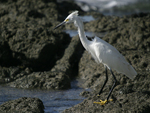 Snowy Egret    Egretta thula