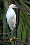 Snowy Egret    Egretta thula