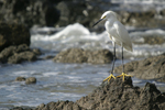 Snowy Egret    Egretta thula