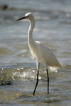      Egretta thula