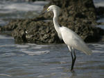 Snowy Egret    Egretta thula