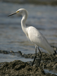 Snowy Egret    Egretta thula