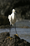      Egretta thula