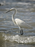 Snowy Egret    Egretta thula