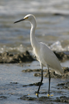      Egretta thula