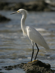 Snowy Egret    Egretta thula