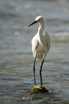 Snowy Egret    Egretta thula