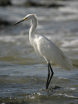      Egretta thula