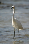 Snowy Egret    Egretta thula