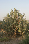     Calotropis procera