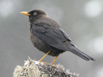 Sooty Thrush    Turdus nigrescens