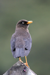 Sooty Thrush    Turdus nigrescens