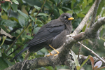 Sooty Thrush    Turdus nigrescens