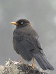 Sooty Thrush    Turdus nigrescens