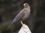 Sooty Thrush    Turdus nigrescens