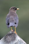 Sooty Thrush    Turdus nigrescens