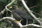 Sooty Thrush    Turdus nigrescens