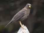 Sooty Thrush    Turdus nigrescens