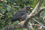 Sooty Thrush    