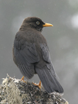 Sooty Thrush    Turdus nigrescens