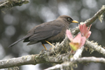 Sooty Thrush    Turdus nigrescens