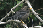 Sooty Thrush    Turdus nigrescens