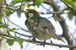 Spanish Sparrow   