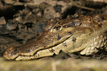 Spectacled Caiman    Caiman crocodilus