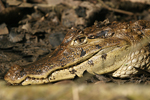      Caiman crocodilus